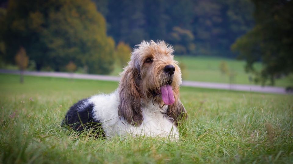 Basset Griffon Vendeen (Grand)